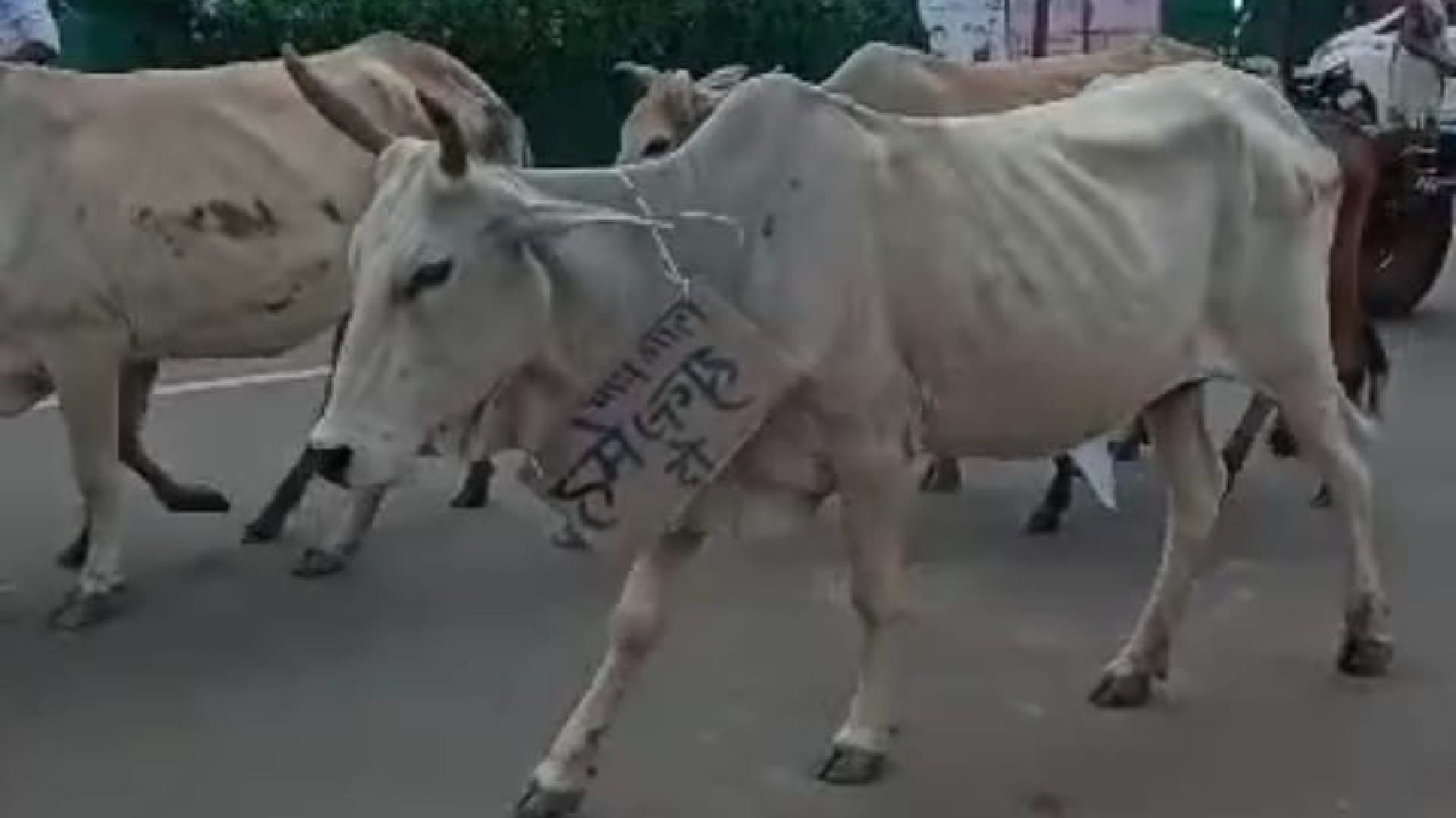 गौशाला की मांग को लेकर प्रदर्शन।