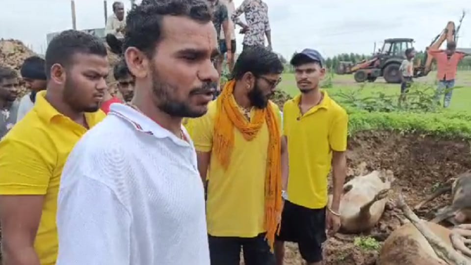18 cattle crushed to death by speeding unknown truck driver