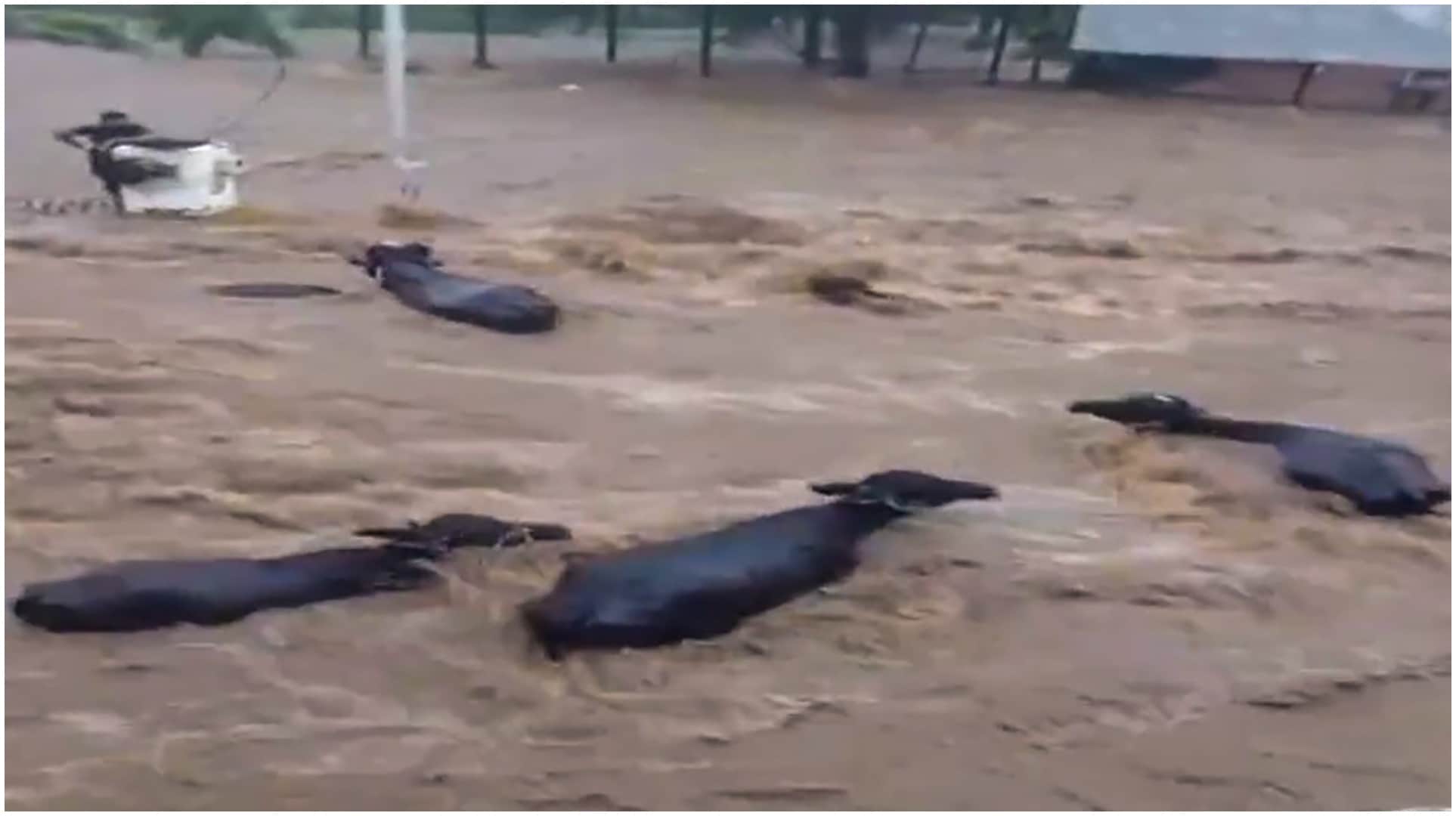 Gujarat: Severe waterlogging witnessed in parts of Junagadh due to torrential rain