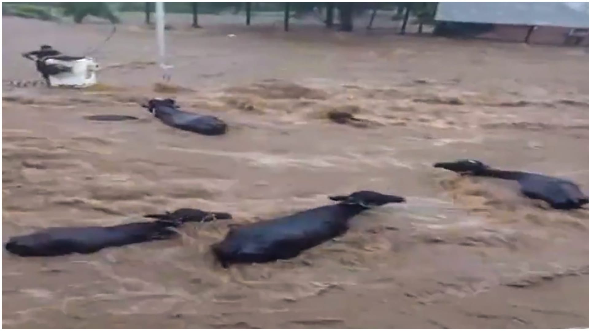 Gujarat: Severe waterlogging witnessed in parts of Junagadh due to torrential rain