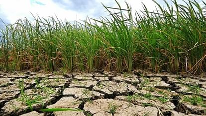 Fear of drought in Jharkhand after less rain, CM Hemant Soren worried about Kharif crop