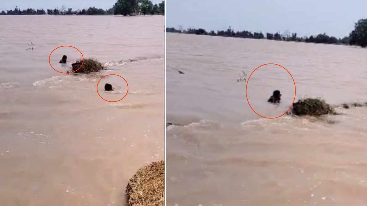 Husband and wife jump into Ghaggar river in Fatehabad