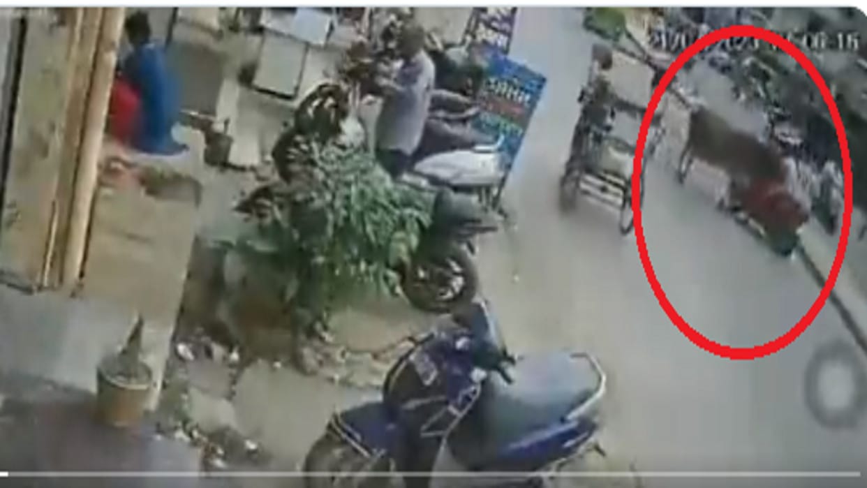Delhi news bull attack Bike Rider in Geeta Colony CCTV visuals