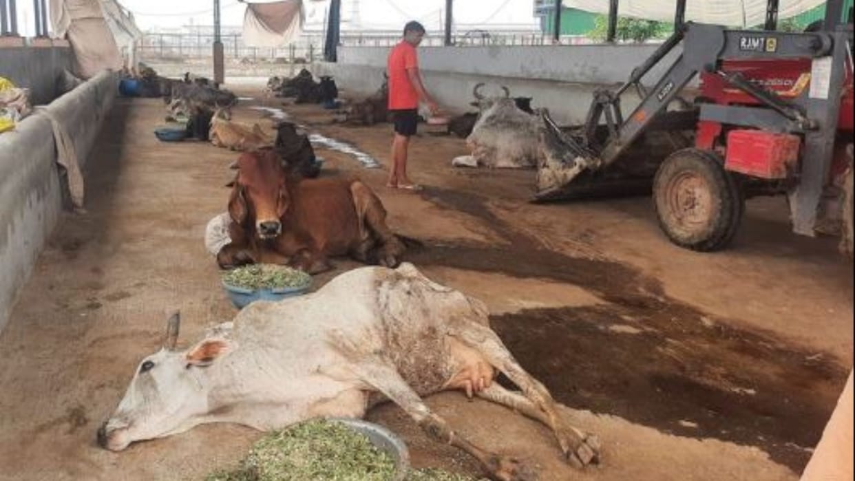37 cattle died in Nandishala in Sonipat in 10 days