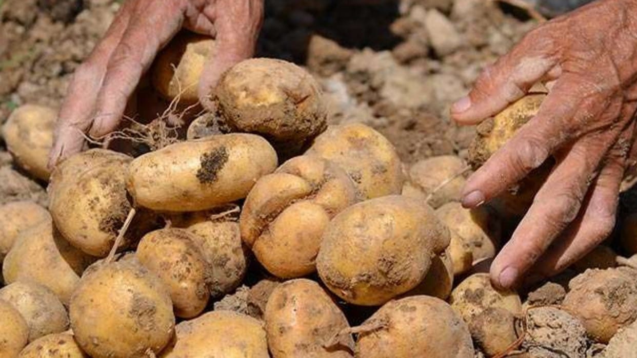 Himachal Mandi News:  Chauhar Ghati Potato price 50 to 60 rupee per kilogram