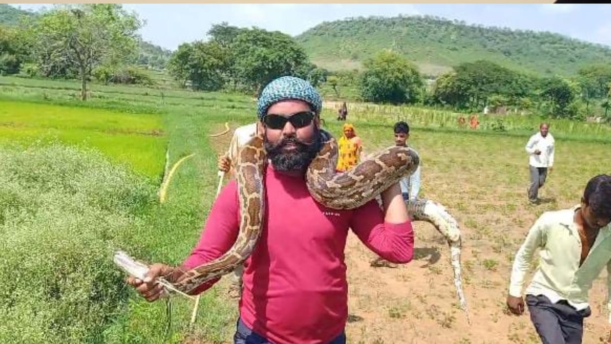 Shivpuri News: 12 feet python found in paddy field, Sarpamitra left it in the forest after rescue
