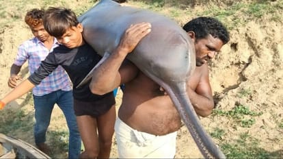 Fishermen killed dolphin and eaten in Kaushambi forest department woke up after the photo went viral one arres