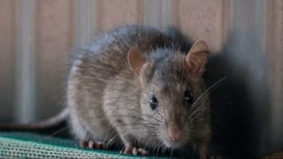 rat gnawed fingers of patient in ICU of Government Medical College Badaun