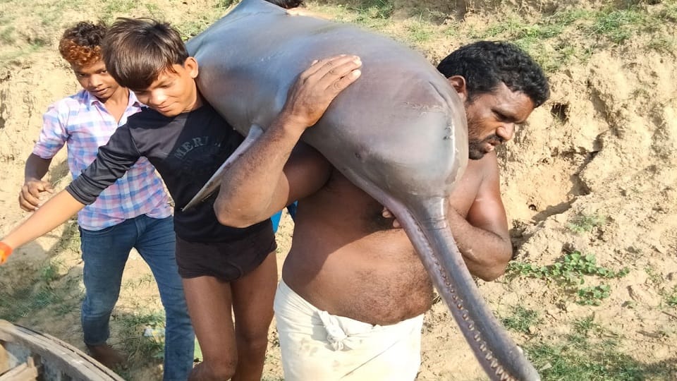 Fishermen killed dolphin and eaten in Kaushambi forest department woke up after the photo went viral one arres