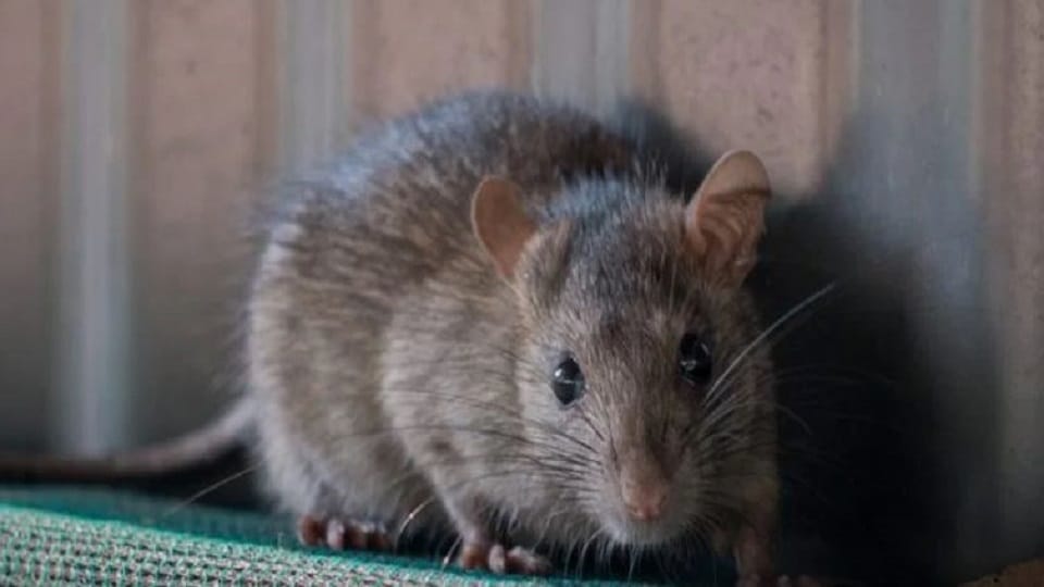 rat gnawed fingers of patient in ICU of Government Medical College Badaun