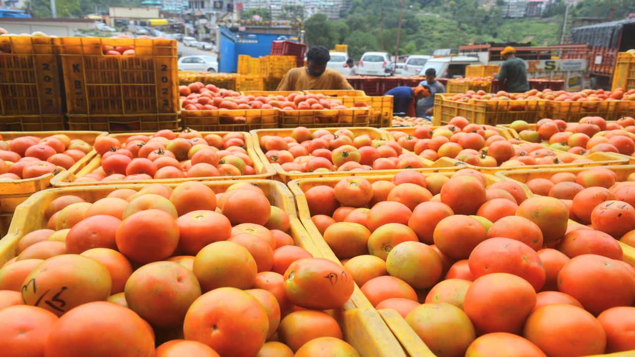 Tomato prices increased again after a week