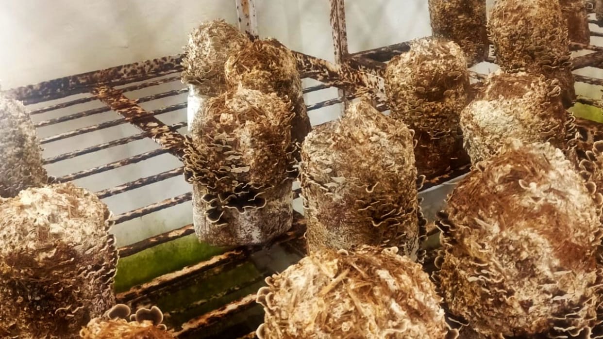 Turkey tail mushroom will minimize the effects of Chemotherapy