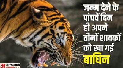 Corbett Tiger Reserve tigress ate all her three cubs on fifth day after birth