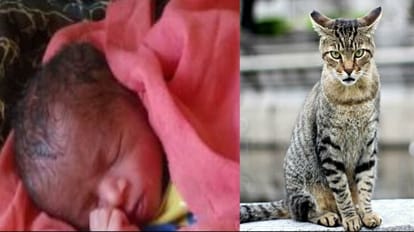 Cat took away baby sleeping with mother When left on making noise he died after falling from roof In budaun