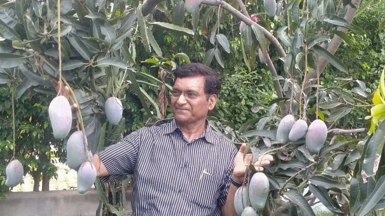 varieties of mango in lucknow