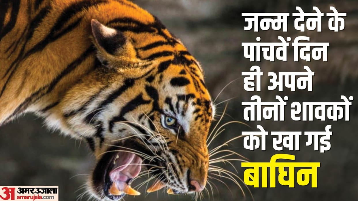 Corbett Tiger Reserve tigress ate all her three cubs on fifth day after birth