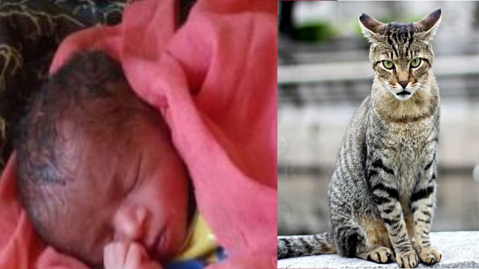 Cat took away baby sleeping with mother When left on making noise he died after falling from roof In budaun