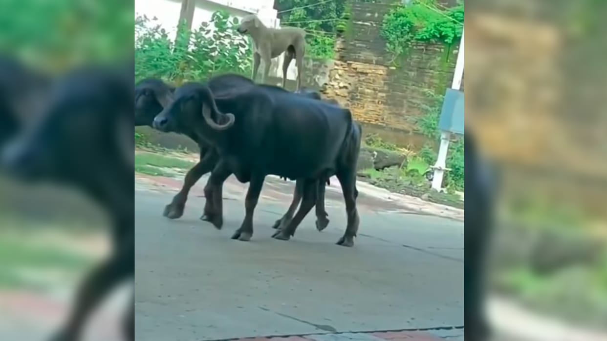 viral video the dog was riding the buffalo watch the hilarious clip disprj