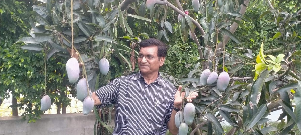 varieties of mango in lucknow