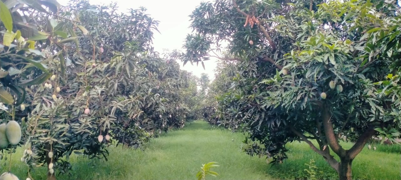 varieties of mango in lucknow