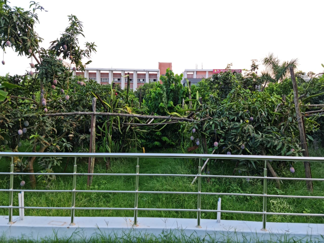 varieties of mango in lucknow