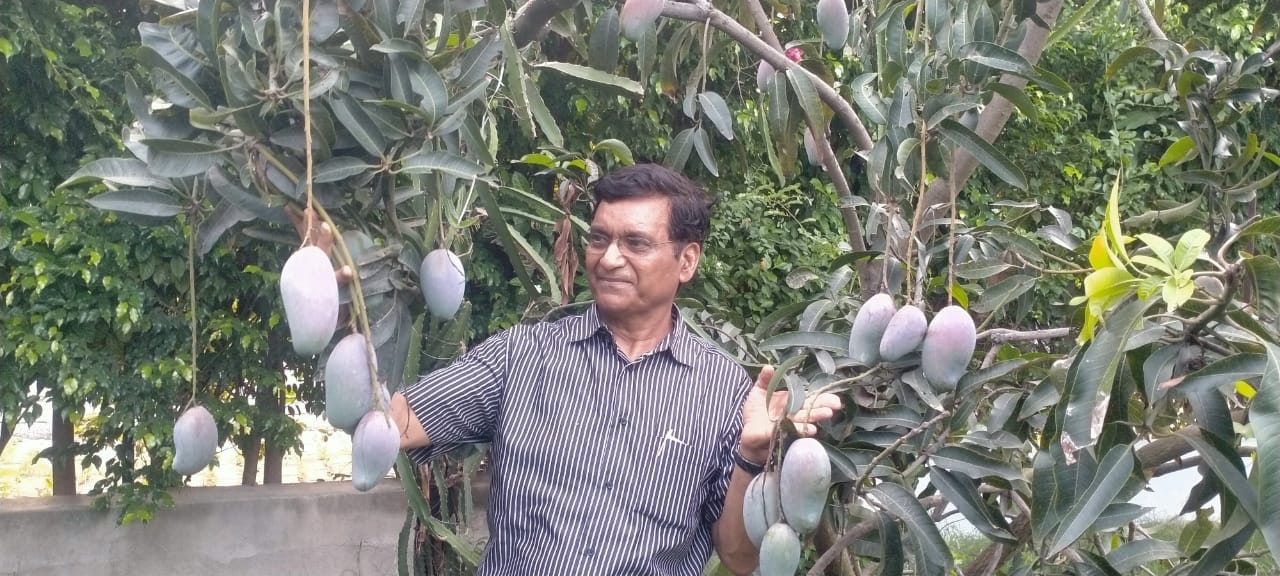 varieties of mango in lucknow