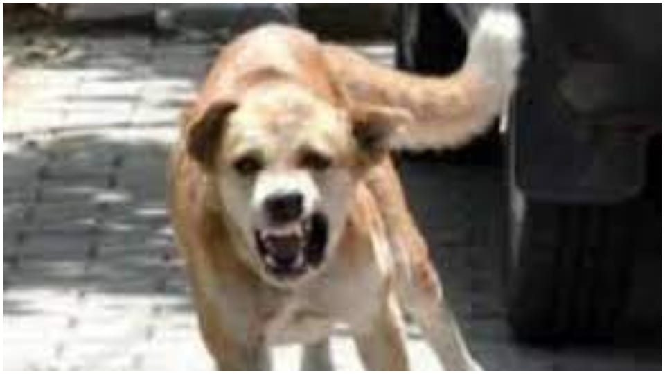 A mad bitch attacked on people in Mohanlalganj.