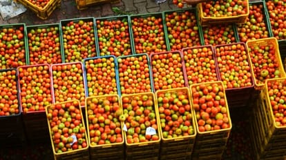 Tomato prices spike again on tight supply; Mother Dairy stores selling at Rs 259/kg