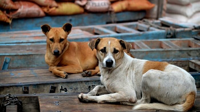 Ajab-Gajab: weird laws in turkmenistan dictator saparmurat niyazov bizzare laws dog ban no make up