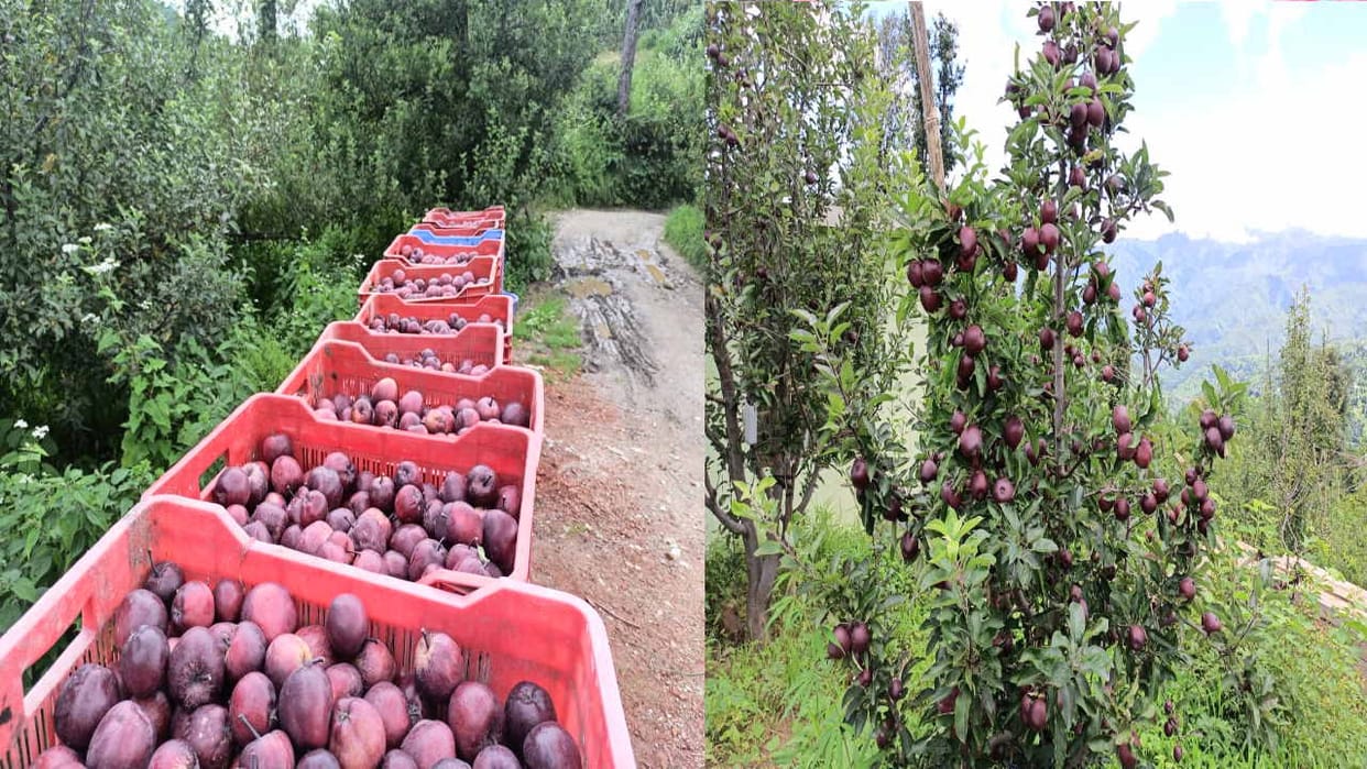 Apple Season HP: Saraj's apple sold for Rs 1800 per box in Chandigarh and Panchkula