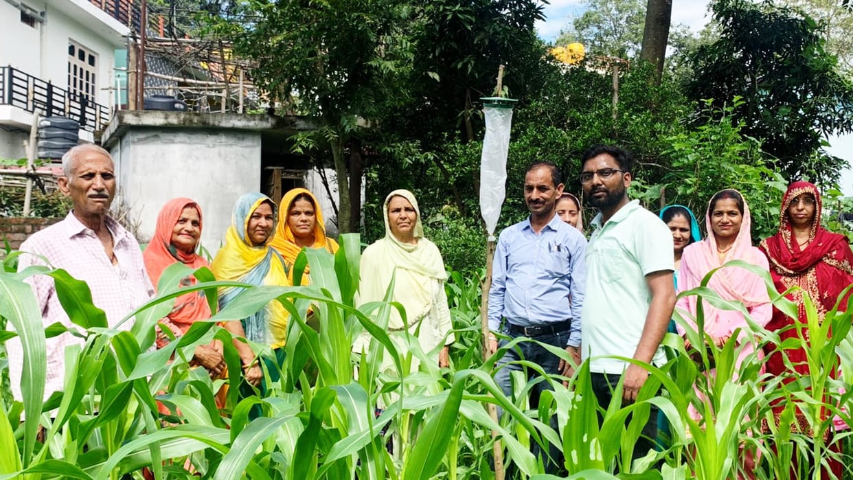 Himachal News: Funnel Trap help to protect  Maize crop from Fall Armyworm