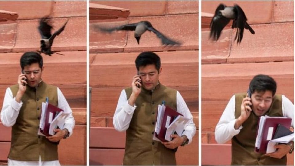 Raghav Chadha was pecked by a crow BJP taunted