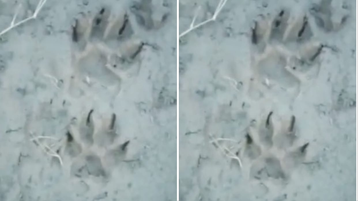 Yamunanagar: Leopards and its cubs were seen in the fields of Ratangarh