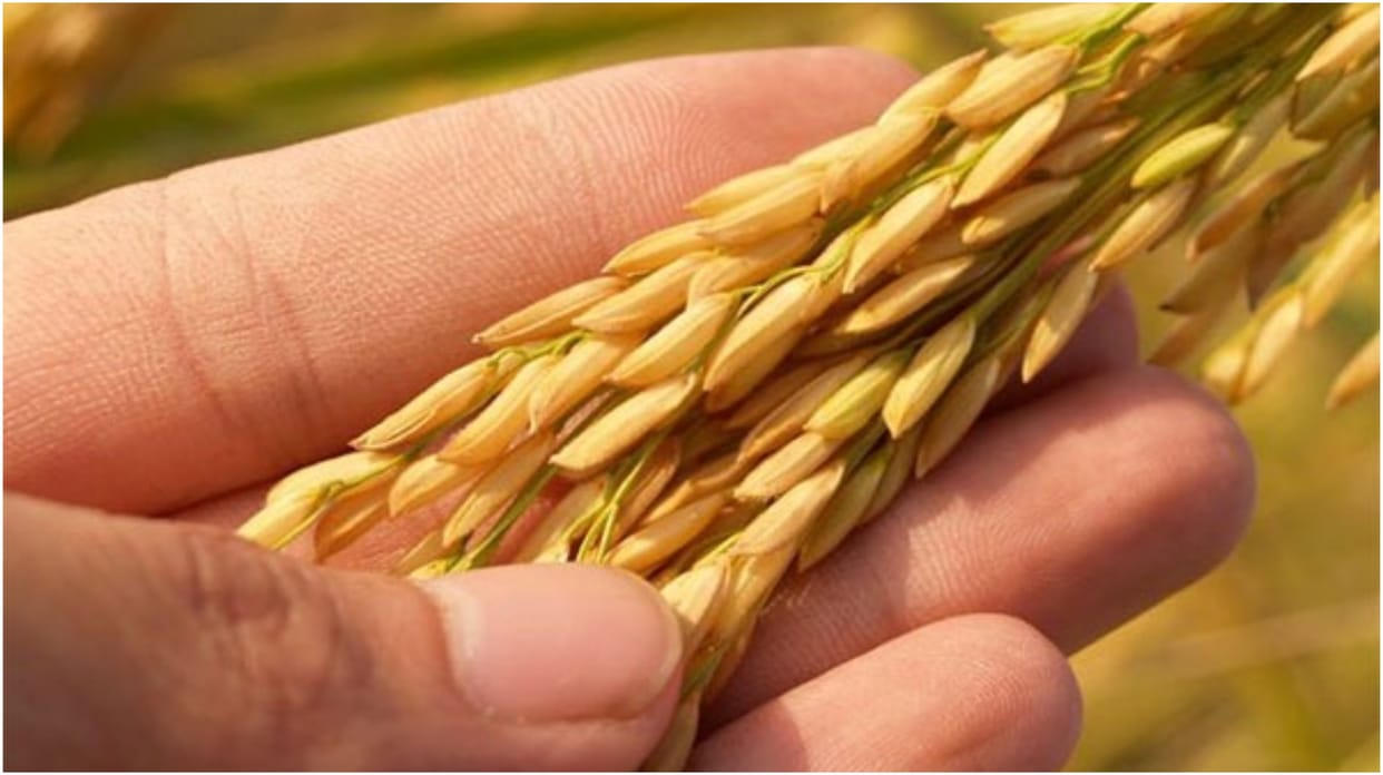 Non-Basmati white rice shortages hit stores across US; purchase restrictions, price gouging