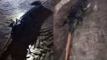 Panic spread among the villagers after seeing crocodile on road in bareilly