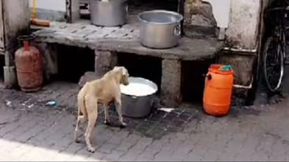 Dog drank paneer water in Rampur shopkeeper fined 10000