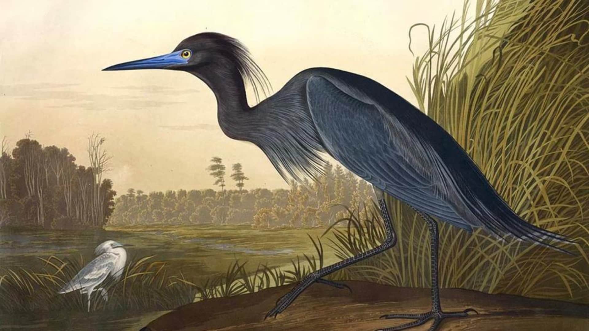 Books: These are the most expensive books in the world; The price is in crores