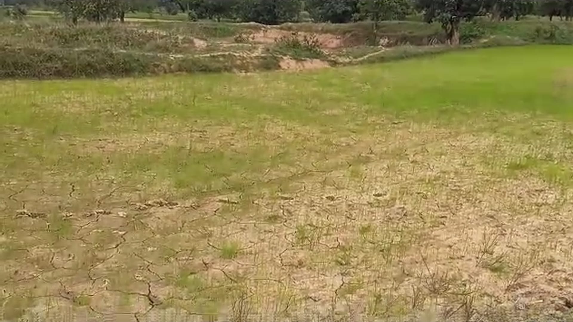 बारिश कम होने के कारण खेतों में पड़ी दरारें।