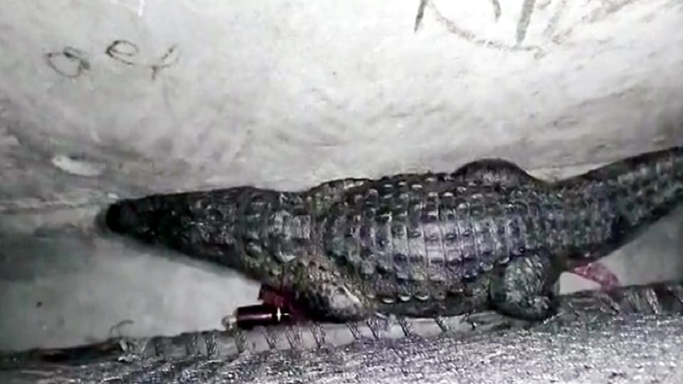 crocodile kept sitting under the cot of villager in lakhimpur kheri