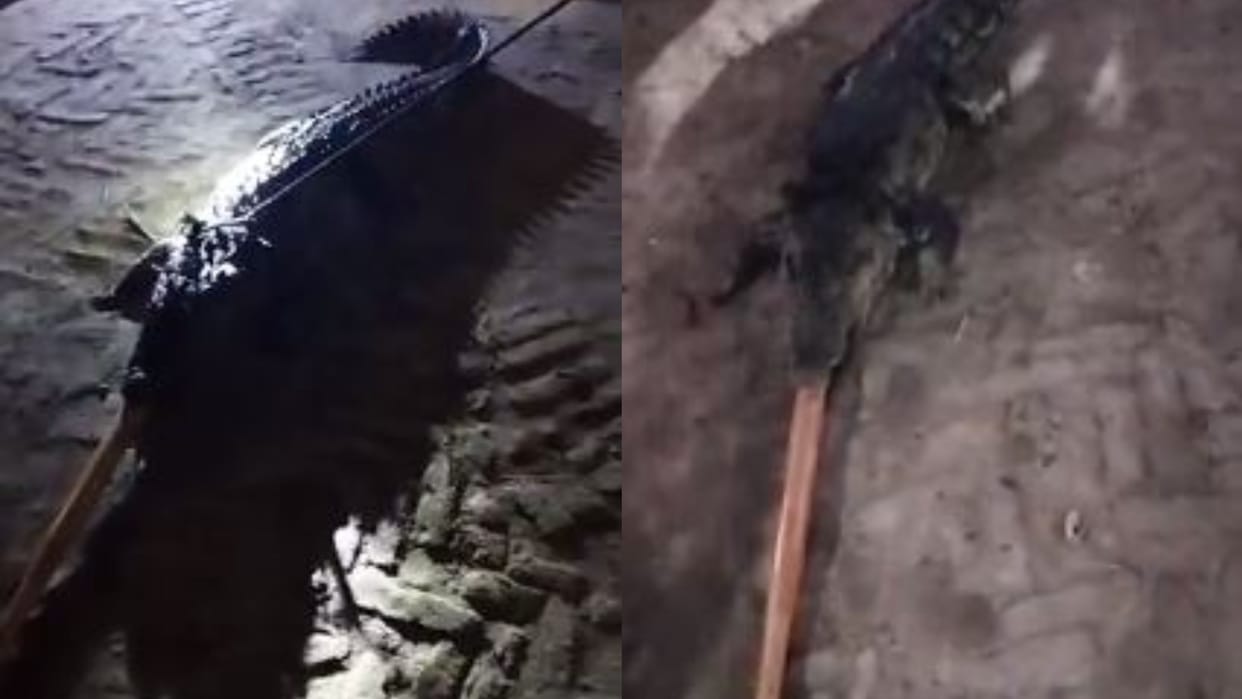 Panic spread among the villagers after seeing crocodile on road in bareilly
