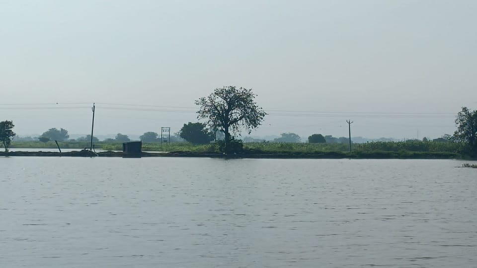 Hundreds of acres of crop submerged due to breaking of Rajbaha in Rohtak