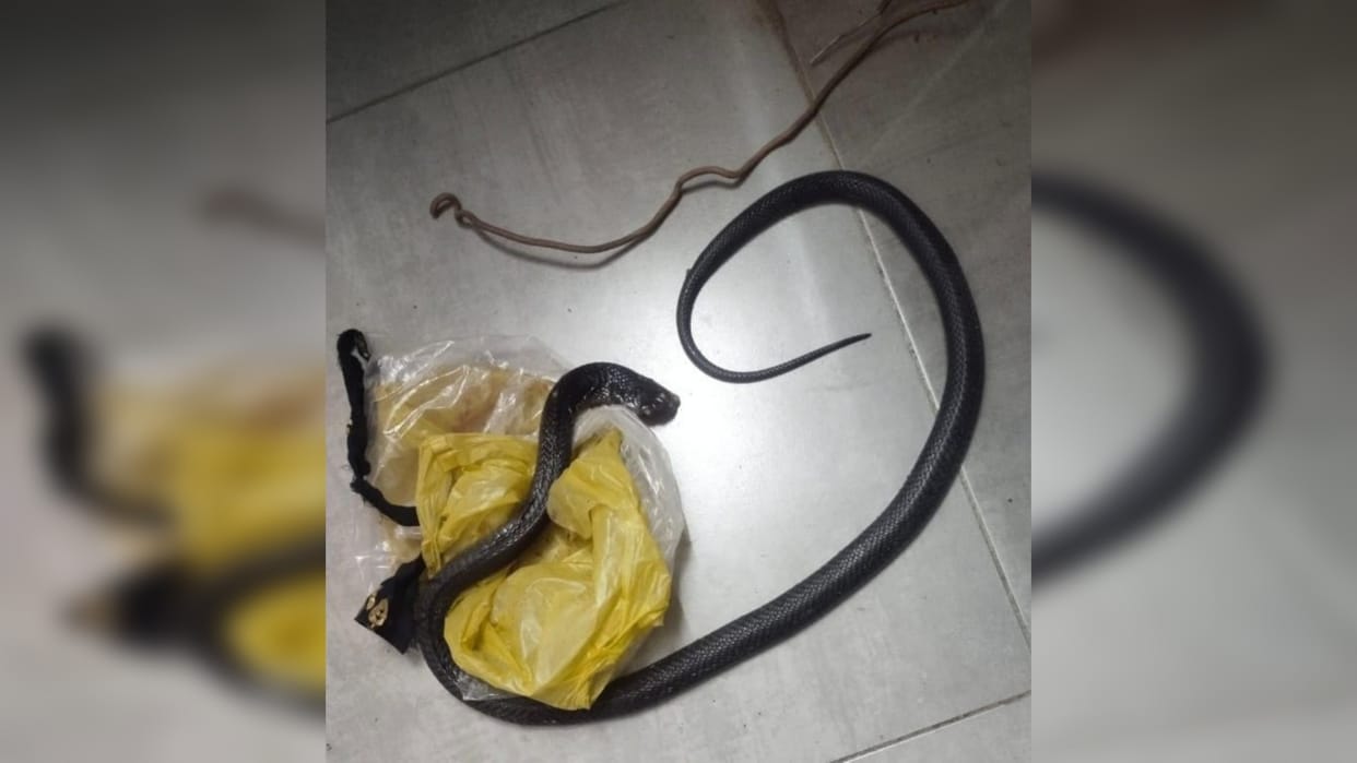 Ujjain: When a woman was bitten by a snake, the relatives arrived for treatment with a dead snake