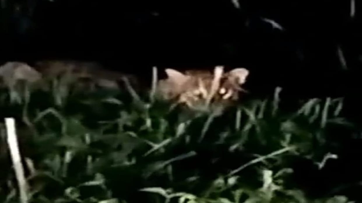 Villagers scared of leopard's movement, video viral on social media