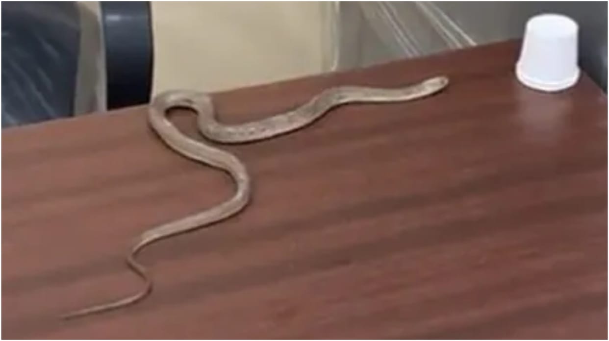 Man Catches Snake, Releases It In Hyderabad Civic Body Office. Here's Why