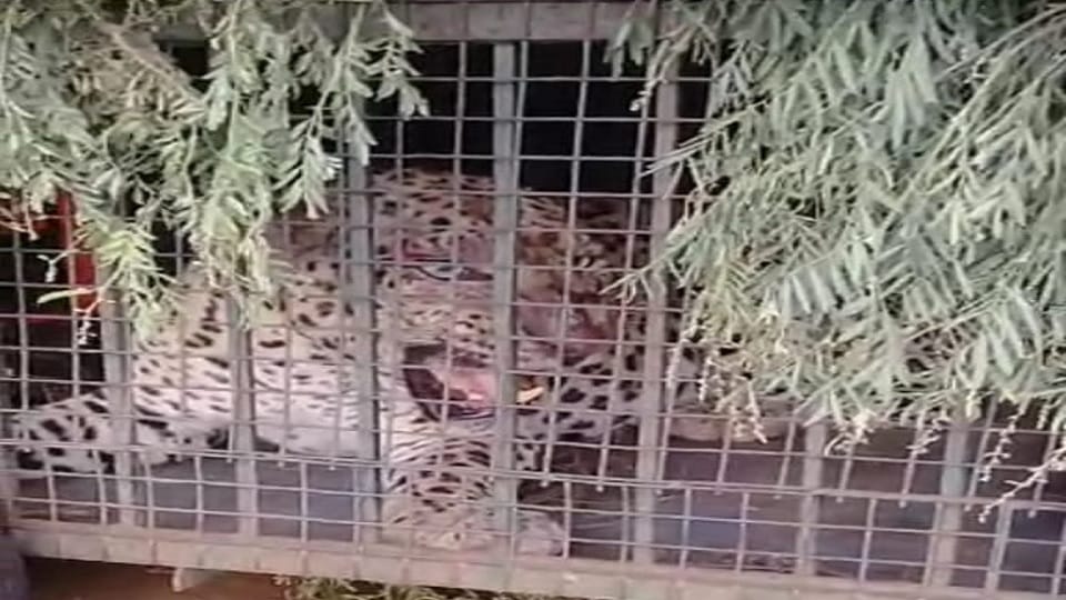 Second leopard caught in Mukundpur in Narnaul