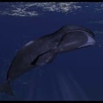 longest living creatures and immortal animals on earth
