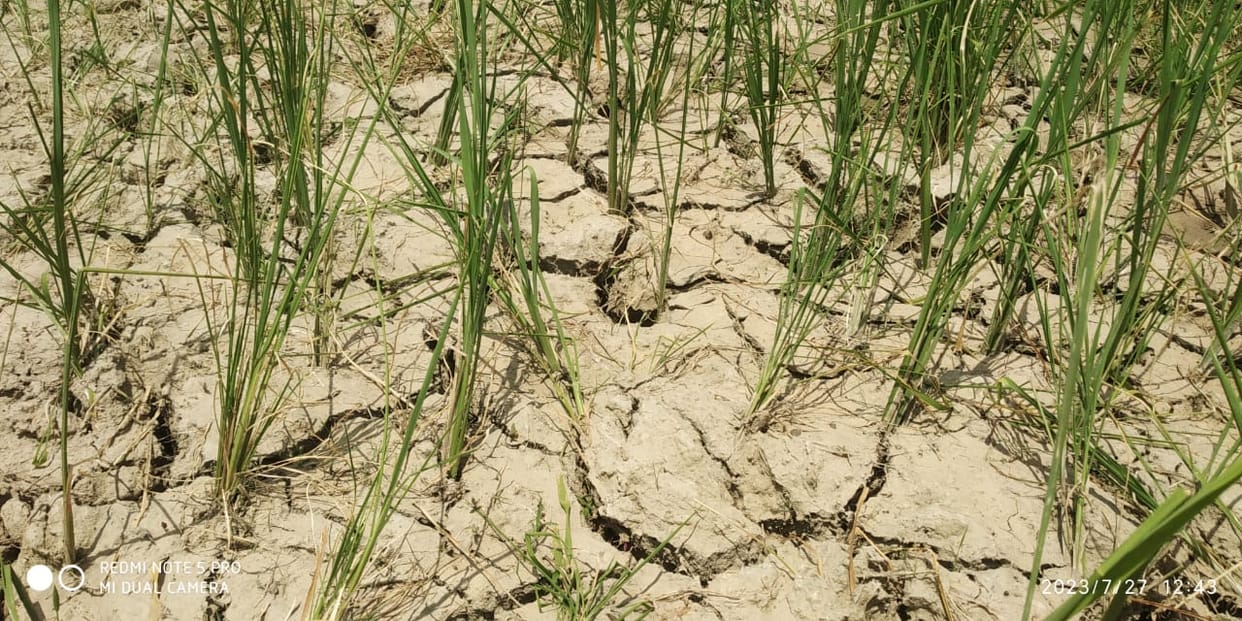 Monsoon's indifference caused cracks in the fields, waiting for rain Farmers are worried