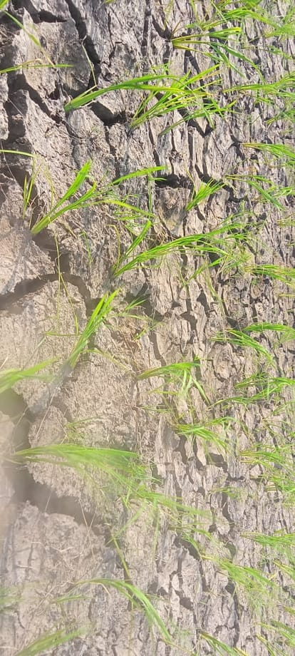 Monsoon's indifference caused cracks in the fields, waiting for rain Farmers are worried