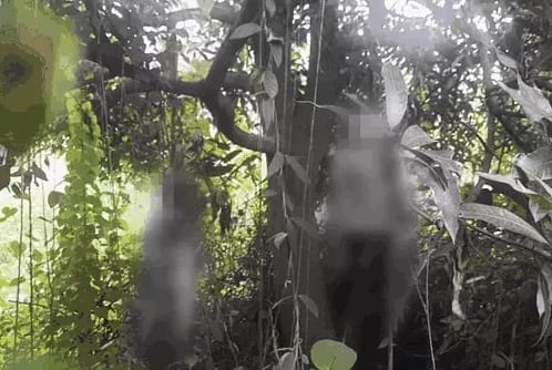 Dead bodies were found hanging from the tree, the painful end of the story of a couple madly in love