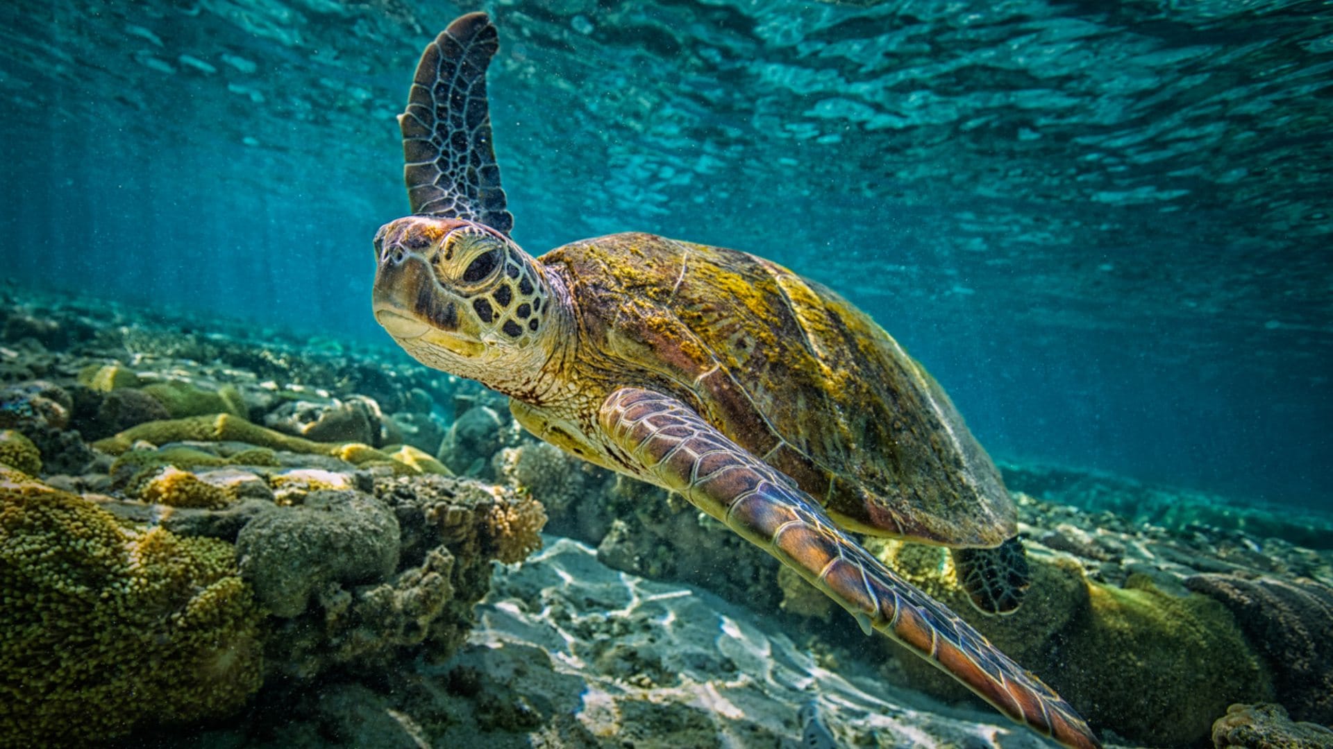 longest living creatures and immortal animals on earth top 6 know the full list